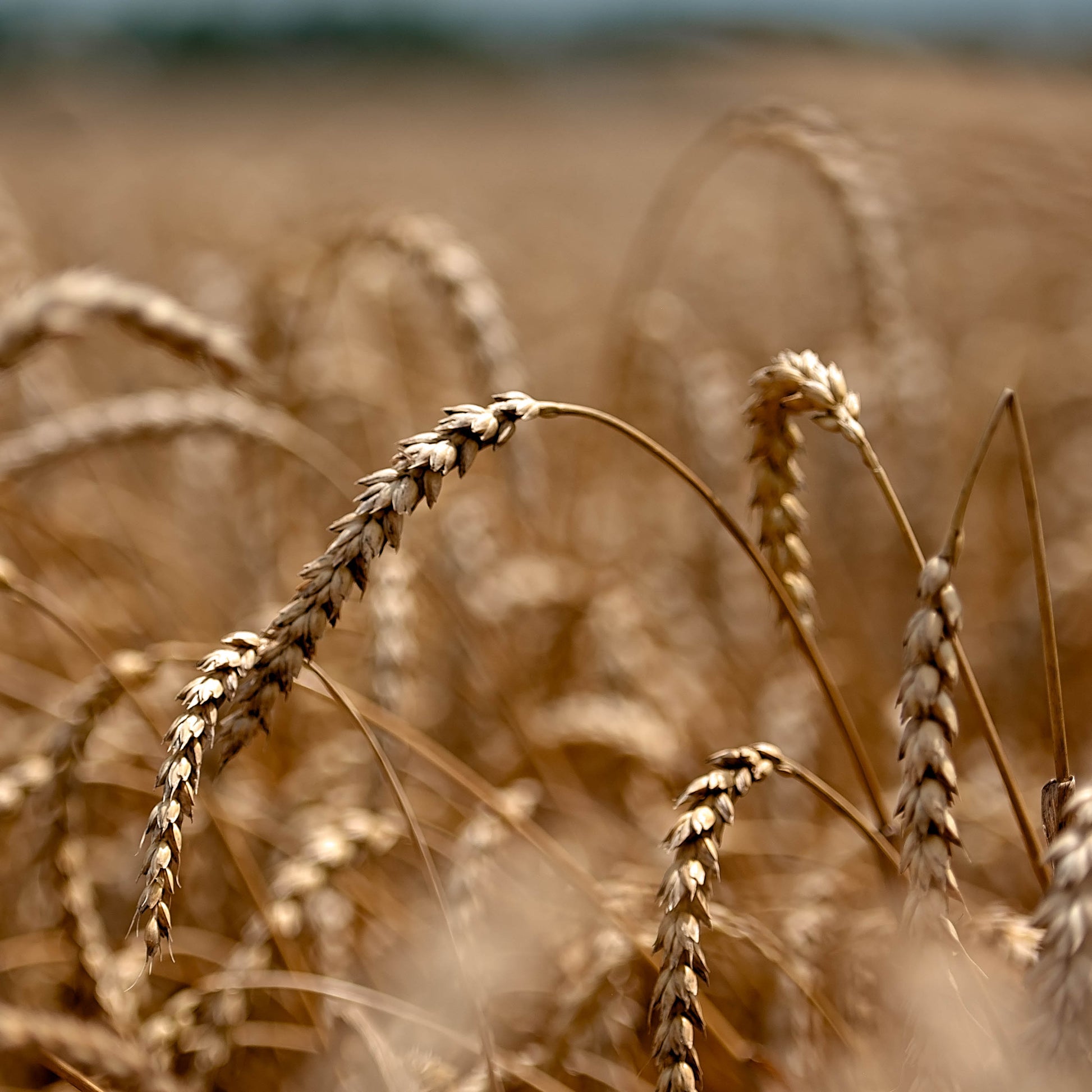 Organic All Purpose Flour