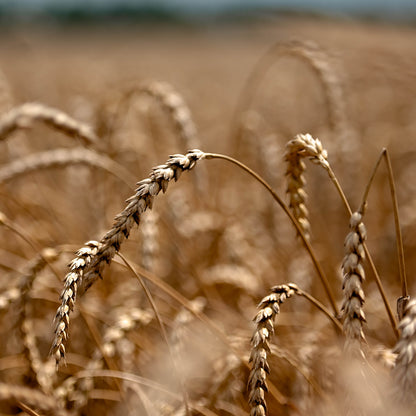 100% Organic All Purpose Flour